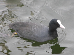 Fulica atra