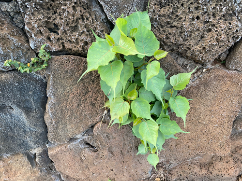 Ficus religiosa, 2026-05-20