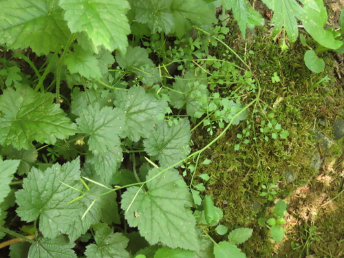 Cardamine oligosperma observed 2026-05-10