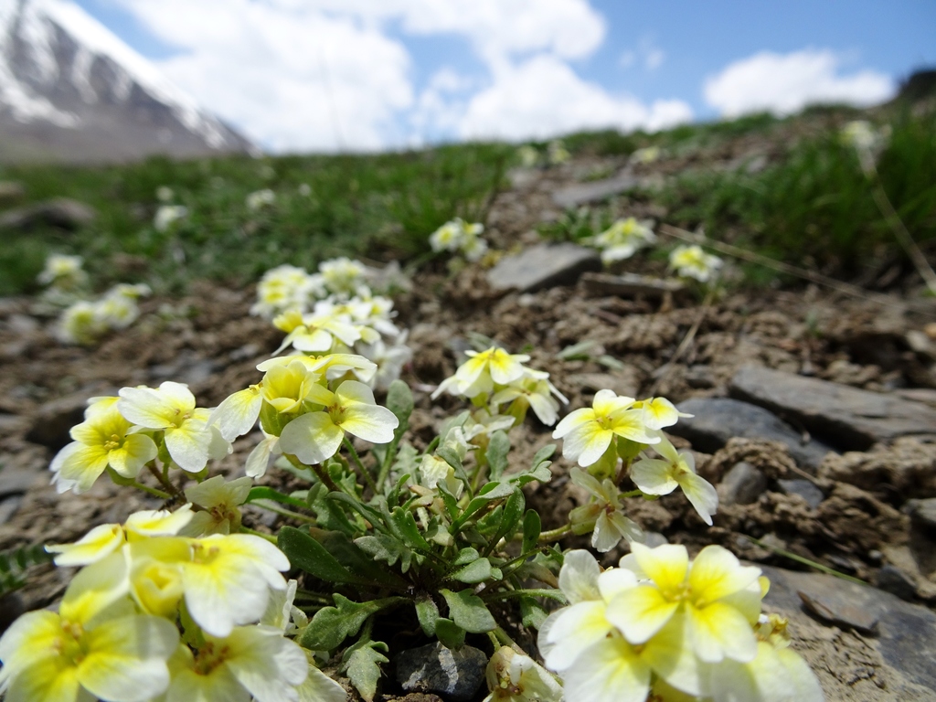 Elegant Musk-Mustard
