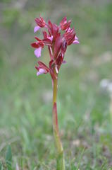 Anacamptis papilionacea