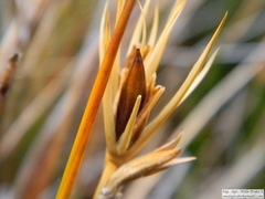 Marsippospermum grandiflorum