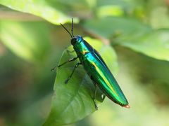 Chrysochroa rajah