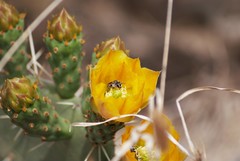 Anthophila