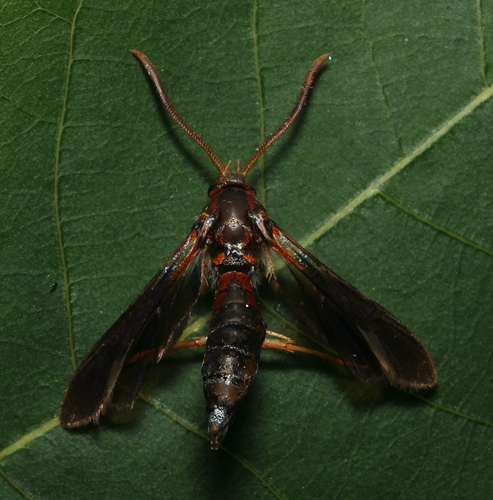Lilac Borer Moth photo 2