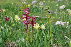 Anacamptis papilionacea