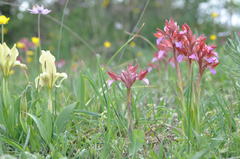 Anacamptis papilionacea