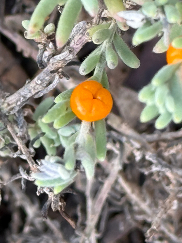 ruby saltbush