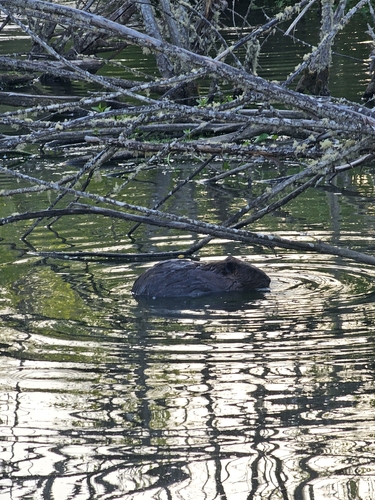 animal observation 2