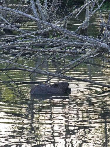 animal observation 3