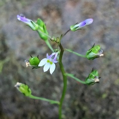 Lobelia xalapensis