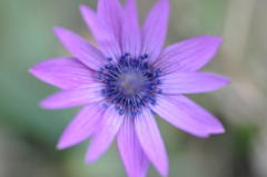 Anemone hortensis