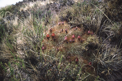 Trichocereus walteri