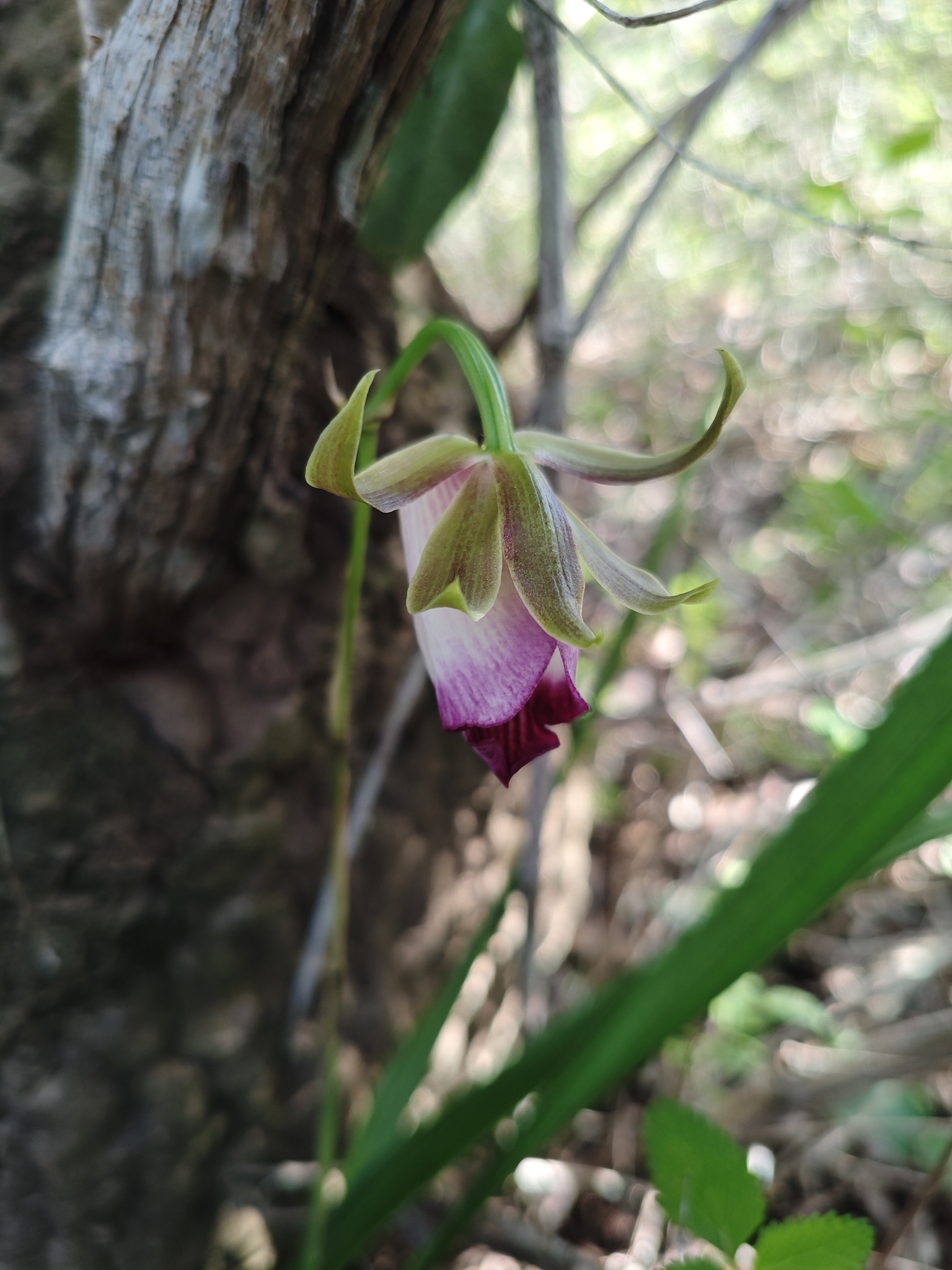 Galeandra montana
