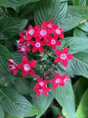 Pentas