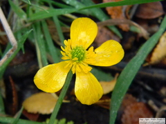 Ranunculus peduncularis
