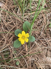 Chrysogonum
