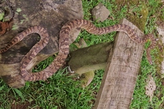 Trimorphodon quadruplex