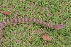 Trimorphodon quadruplex