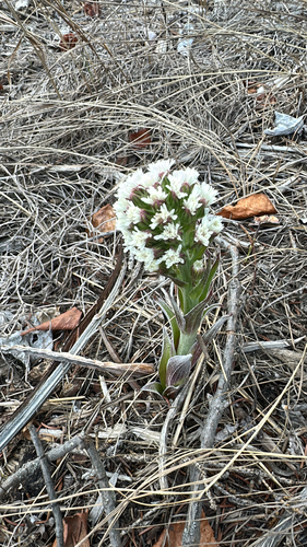Arctic Butterbur