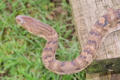 Trimorphodon quadruplex