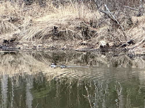 Bufflehead