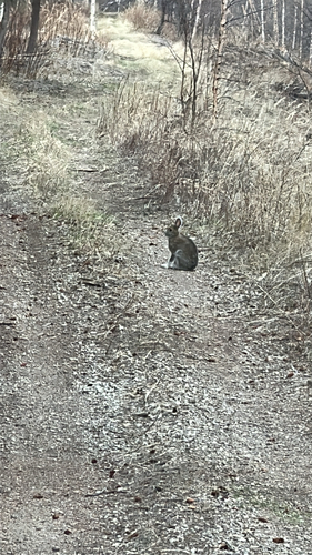 Snowshoe Hare