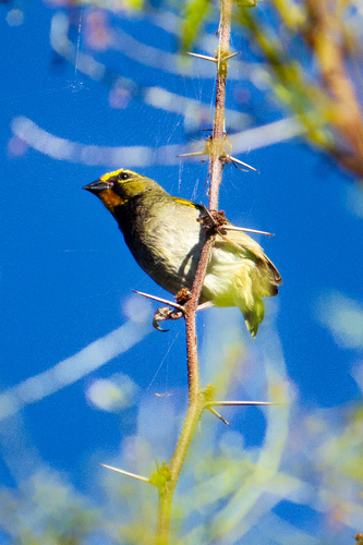 Yellow-faced Grassquit