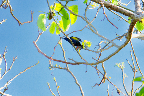 Red-legged Honeycreeper