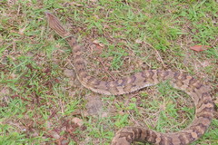 Trimorphodon quadruplex