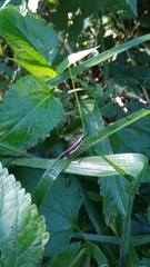 Phlaeoba fumosa