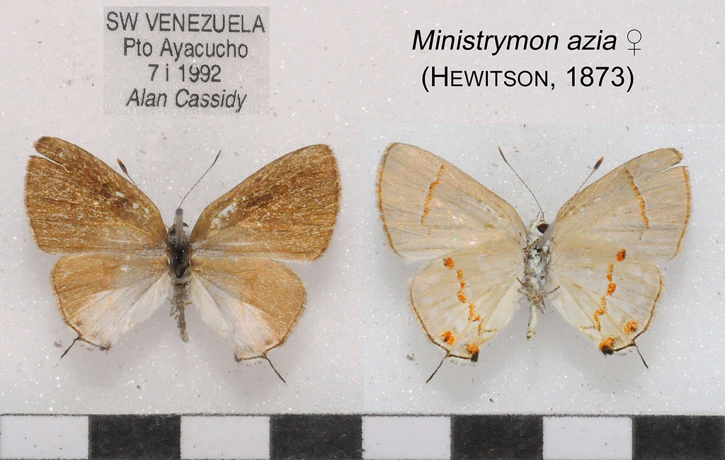 Ministrymon azia