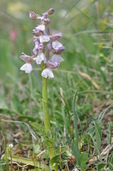 Anacamptis morio