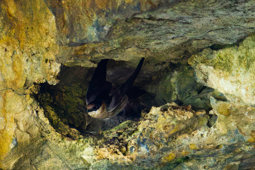 Cave Swallow