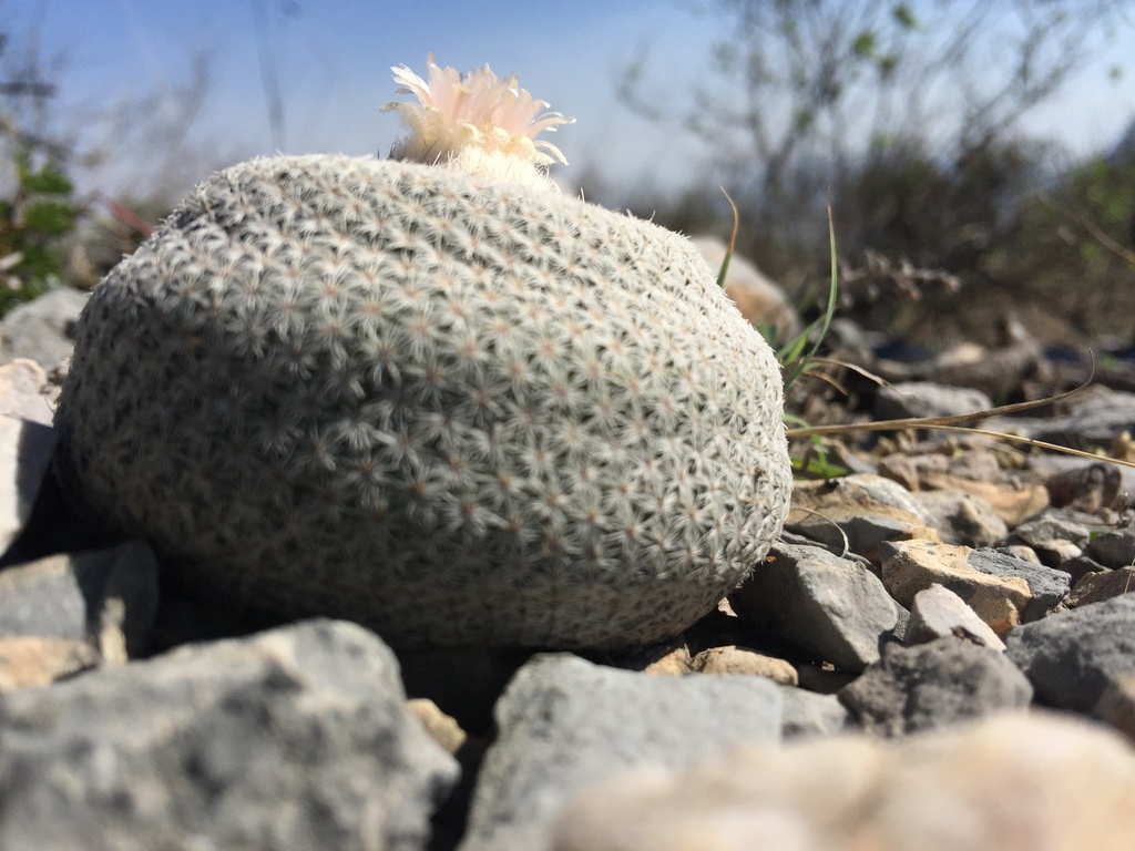 Epithelantha ilariae
