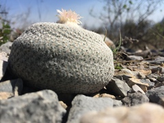 Epithelantha ilariae