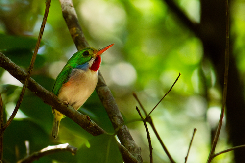 Cuban Tody