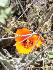 Calochortus kennedyi