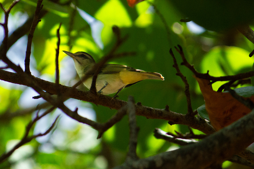 Black-whiskered Vireo
