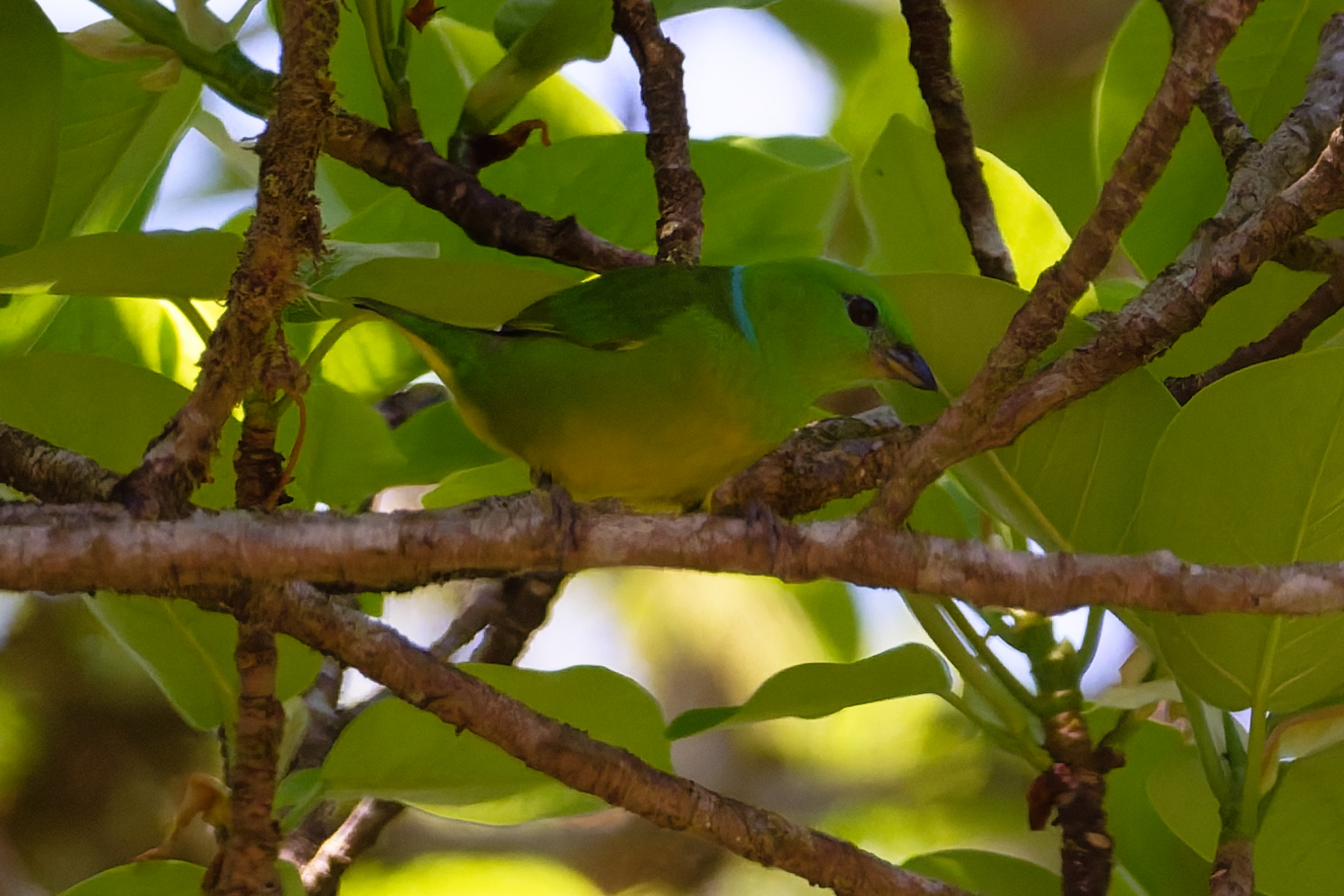 Golden-browed Chlorophonia (Chlorophonia callophrys), photo 9