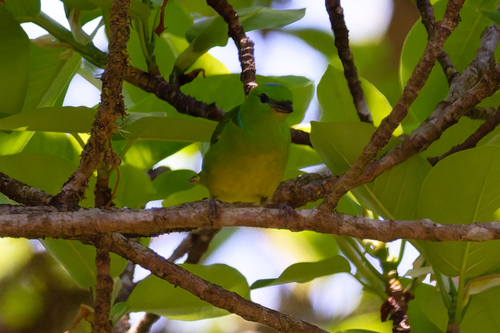 Golden-browed Chlorophonia (Chlorophonia callophrys), photo 7