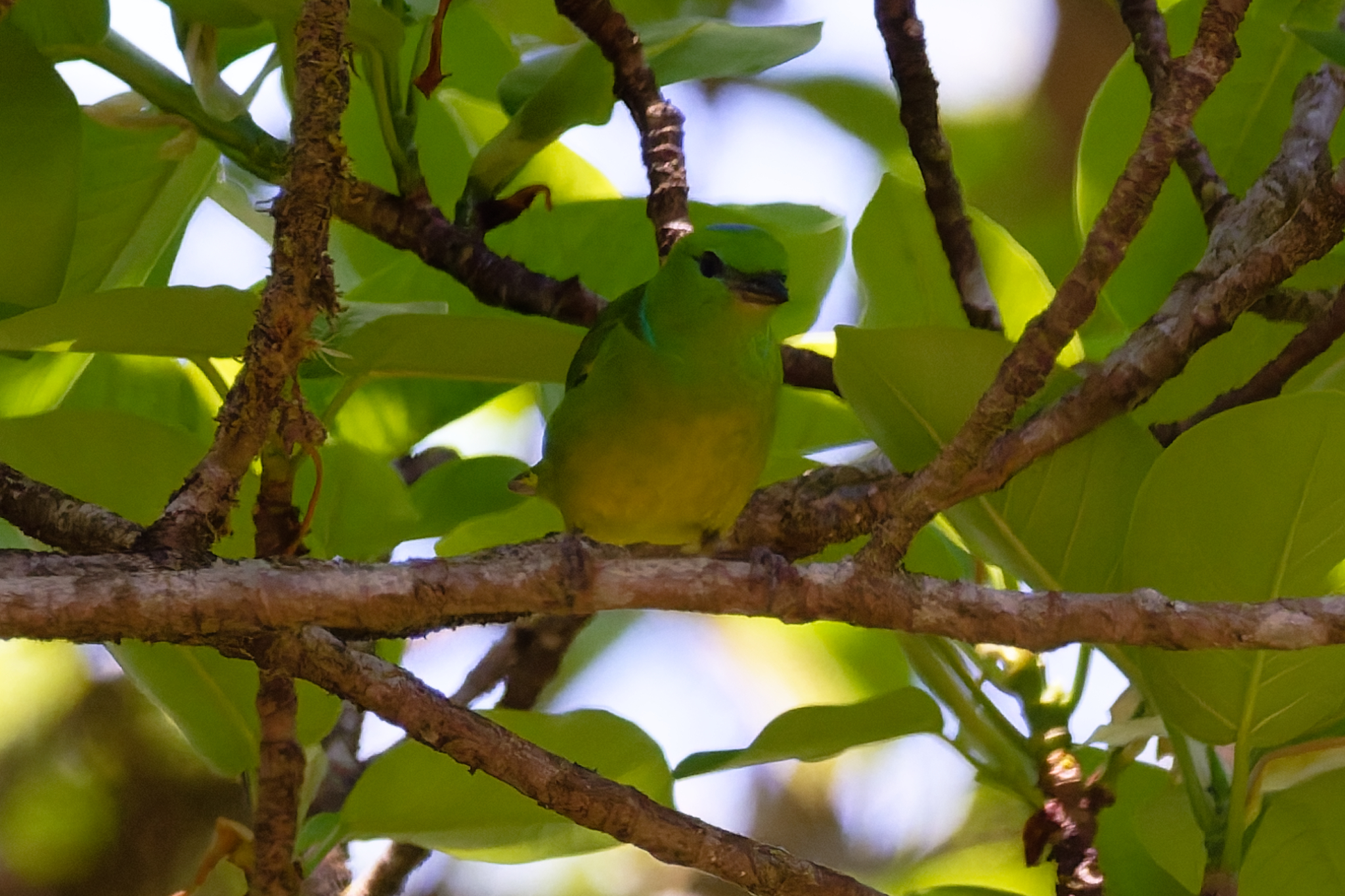 Golden-browed Chlorophonia (Chlorophonia callophrys), photo 8
