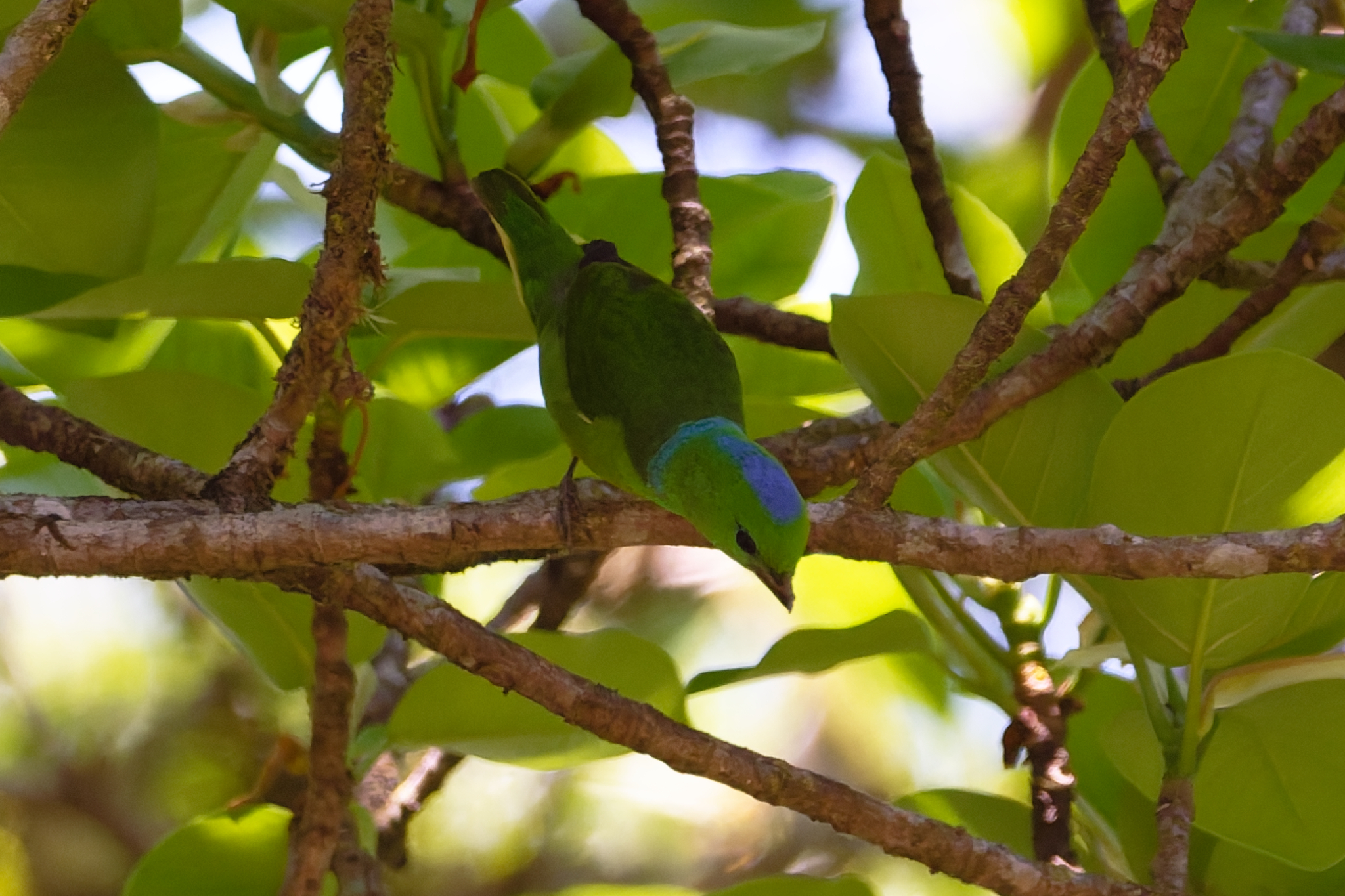 Golden-browed Chlorophonia (Chlorophonia callophrys), photo 10