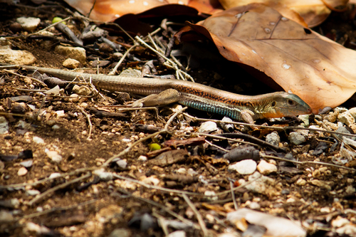 Auber's Ameiva
