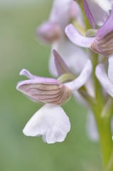 Anacamptis morio