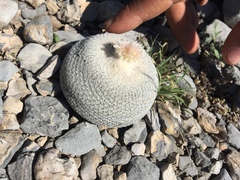Epithelantha ilariae