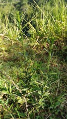 Pseudelephantopus spicatus