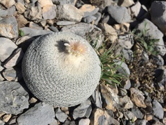 Epithelantha ilariae