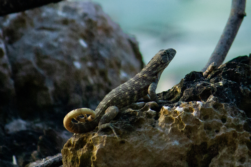 Northern Curly-tailed Lizard