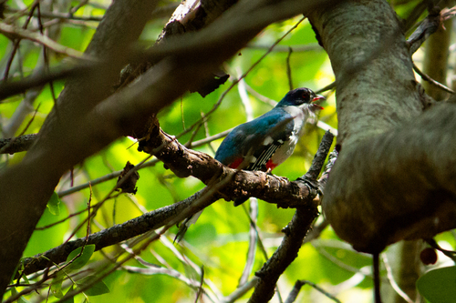 Cuban Trogon